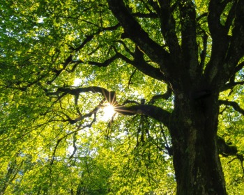 El significado del árbol de la vida en la Biblia