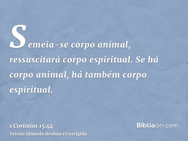 Semeia-se corpo animal, ressuscitará corpo espiritual. Se há corpo animal, há também corpo espiritual.