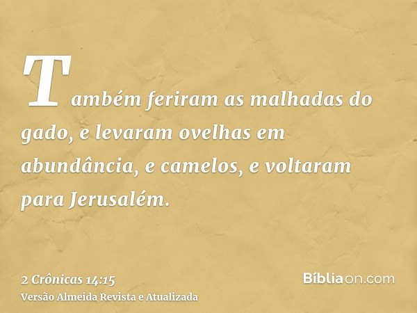 Também feriram as malhadas do gado, e levaram ovelhas em abundância, e camelos, e voltaram para Jerusalém.