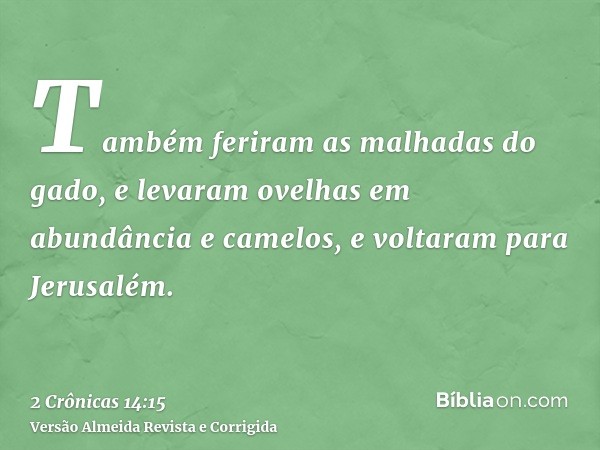 Também feriram as malhadas do gado, e levaram ovelhas em abundância e camelos, e voltaram para Jerusalém.