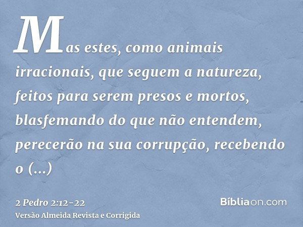 Mas estes, como animais irracionais, que seguem a natureza, feitos para serem presos e mortos, blasfemando do que não entendem, perecerão na sua corrupção,receb