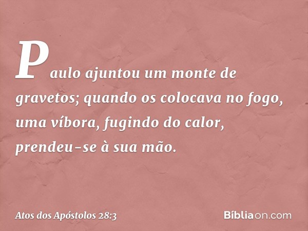 Paulo ajuntou um monte de gravetos; quando os colocava no fogo, uma víbora, fugindo do calor, prendeu-se à sua mão. -- Atos dos Apóstolos 28:3