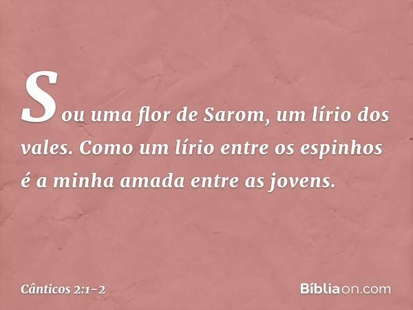 Sou uma flor de Sarom,
um lírio dos vales. Como um lírio entre os espinhos
é a minha amada entre as jovens. -- Cânticos 2:1-2