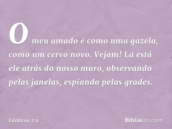 O meu amado é como uma gazela,
como um cervo novo.
Vejam! Lá está ele atrás do nosso muro,
observando pelas janelas,
espiando pelas grades. -- Cânticos 2:9