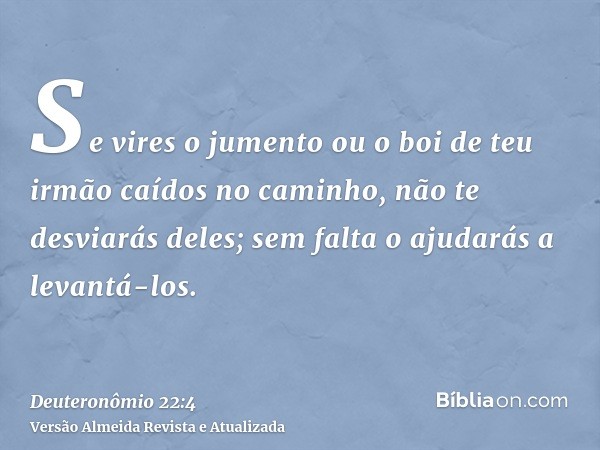 Se vires o jumento ou o boi de teu irmão caídos no caminho, não te desviarás deles; sem falta o ajudarás a levantá-los.