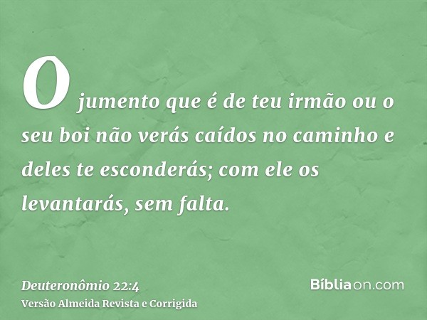 O jumento que é de teu irmão ou o seu boi não verás caídos no caminho e deles te esconderás; com ele os levantarás, sem falta.