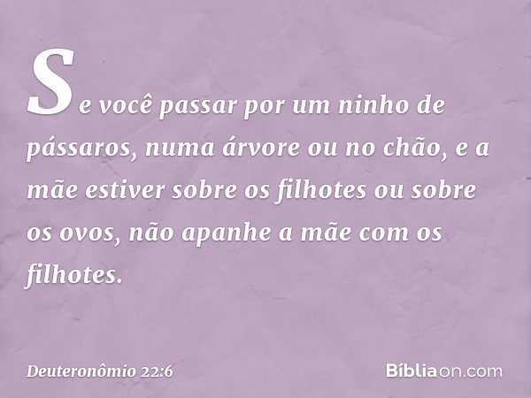 "Se você passar por um ninho de pássaros, numa árvore ou no chão, e a mãe estiver sobre os filhotes ou sobre os ovos, não apanhe a mãe com os filhotes. -- Deute