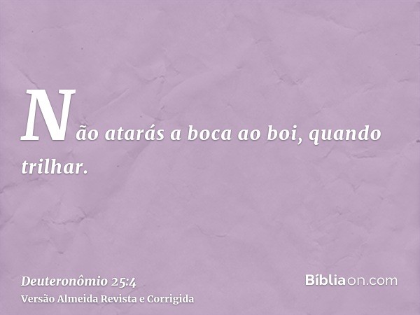 Não atarás a boca ao boi, quando trilhar.