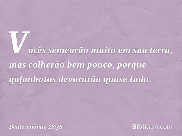 "Vocês semearão muito em sua terra, mas colherão bem pouco, porque gafanhotos devorarão quase tudo. -- Deuteronômio 28:38