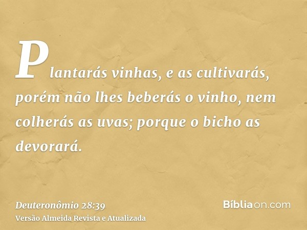 Plantarás vinhas, e as cultivarás, porém não lhes beberás o vinho, nem colherás as uvas; porque o bicho as devorará.