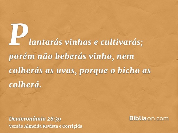 Plantarás vinhas e cultivarás; porém não beberás vinho, nem colherás as uvas, porque o bicho as colherá.