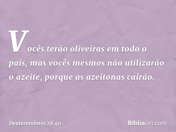 Vocês terão oliveiras em todo o país, mas vocês mesmos não utilizarão o azeite, porque as azeitonas cairão. -- Deuteronômio 28:40