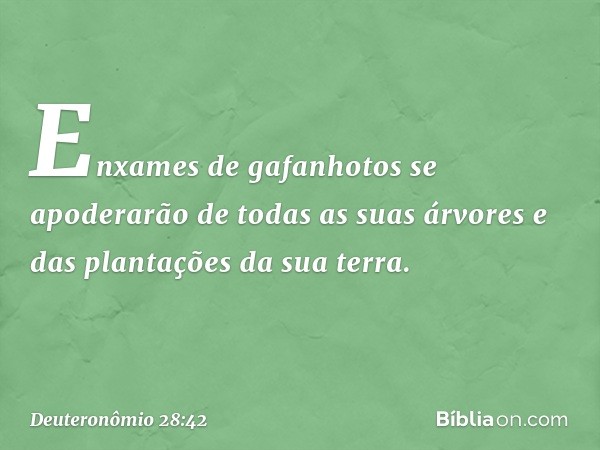 Enxames de gafanhotos se apoderarão de todas as suas árvores e das plantações da sua terra. -- Deuteronômio 28:42