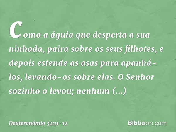 como a águia
que desperta a sua ninhada,
paira sobre os seus filhotes,
e depois estende as asas
para apanhá-los,
levando-os sobre elas. O Senhor sozinho o levou