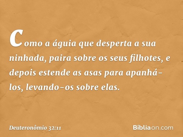 como a águia
que desperta a sua ninhada,
paira sobre os seus filhotes,
e depois estende as asas
para apanhá-los,
levando-os sobre elas. -- Deuteronômio 32:11