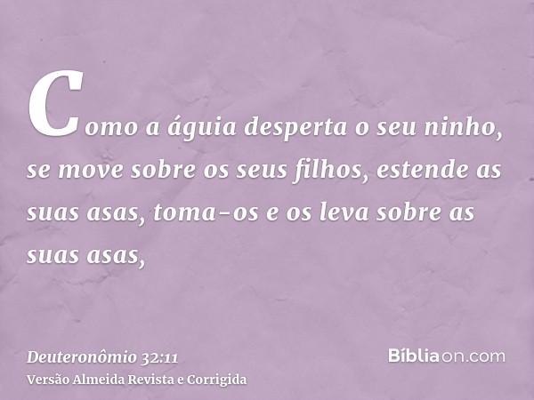 Como a águia desperta o seu ninho, se move sobre os seus filhos, estende as suas asas, toma-os e os leva sobre as suas asas,