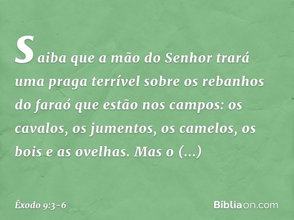 saiba que a mão do Senhor trará uma praga terrível sobre os rebanhos do faraó que estão nos campos: os cavalos, os jumentos, os camelos, os bois e as ovelhas. M