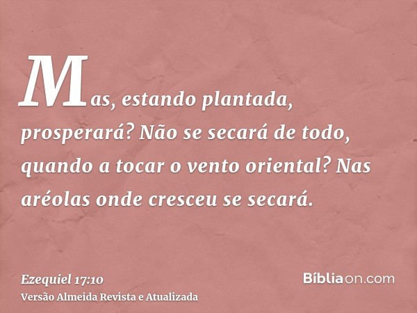 Mas, estando plantada, prosperará? Não se secará de todo, quando a tocar o vento oriental? Nas aréolas onde cresceu se secará.