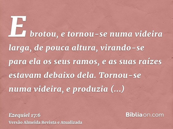 E brotou, e tornou-se numa videira larga, de pouca altura, virando-se para ela os seus ramos, e as suas raízes estavam debaixo dela. Tornou-se numa videira, e p