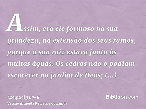 Assim, era ele formoso na sua grandeza, na extensão dos seus ramos, porque a sua raiz estava junto às muitas águas.Os cedros não o podiam escurecer no jardim de