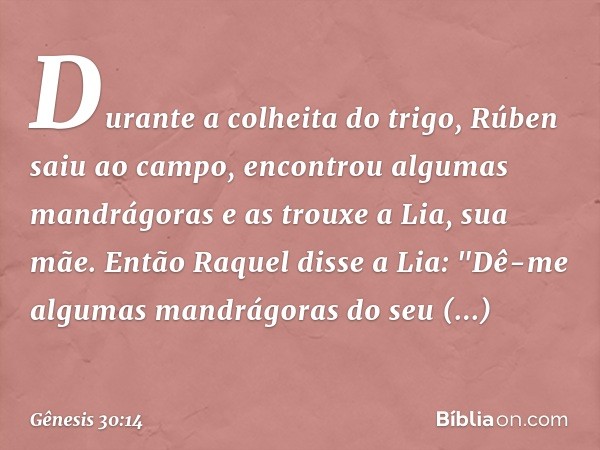 Durante a colheita do trigo, Rúben saiu ao campo, encontrou algumas mandrágoras e as trouxe a Lia, sua mãe. Então Raquel disse a Lia: "Dê-me algumas mandrágoras