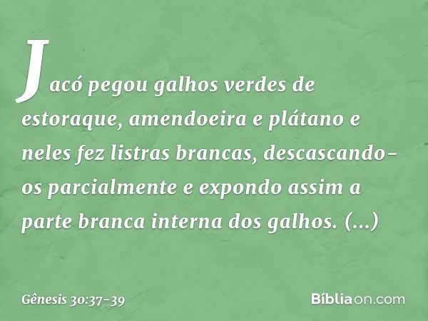 Jacó pegou galhos verdes de estoraque, amendoeira e plátano e neles fez listras brancas, descascando-os parcialmente e expondo assim a parte branca interna dos