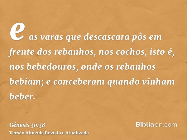 e as varas que descascara pôs em frente dos rebanhos, nos cochos, isto é, nos bebedouros, onde os rebanhos bebiam; e conceberam quando vinham beber.