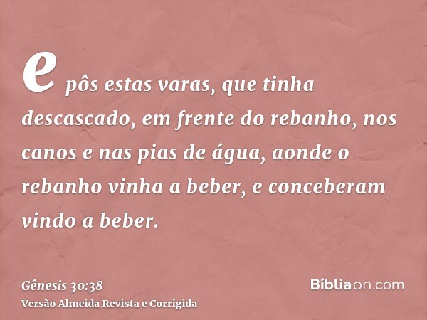 e pôs estas varas, que tinha descascado, em frente do rebanho, nos canos e nas pias de água, aonde o rebanho vinha a beber, e conceberam vindo a beber.