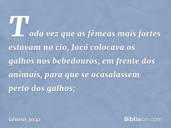 Toda vez que as fêmeas mais fortes esta­vam no cio, Jacó colocava os galhos nos bebedouros, em frente dos animais, para que se acasalassem perto dos galhos; -- 