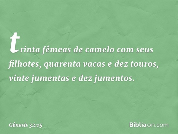 trinta fêmeas de camelo com seus filhotes, quarenta vacas e dez touros, vinte jumentas e dez jumentos. -- Gênesis 32:15