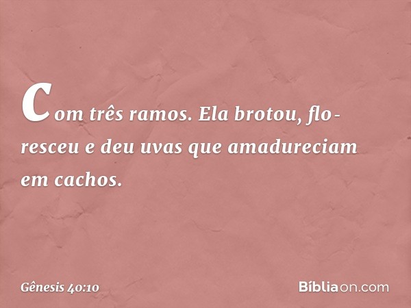 com três ramos. Ela brotou, flo­resceu e deu uvas que amadureciam em cachos. -- Gênesis 40:10