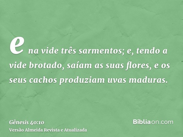 e na vide três sarmentos; e, tendo a vide brotado, saíam as suas flores, e os seus cachos produziam uvas maduras.