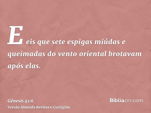 E eis que sete espigas miúdas e queimadas do vento oriental brotavam após elas.