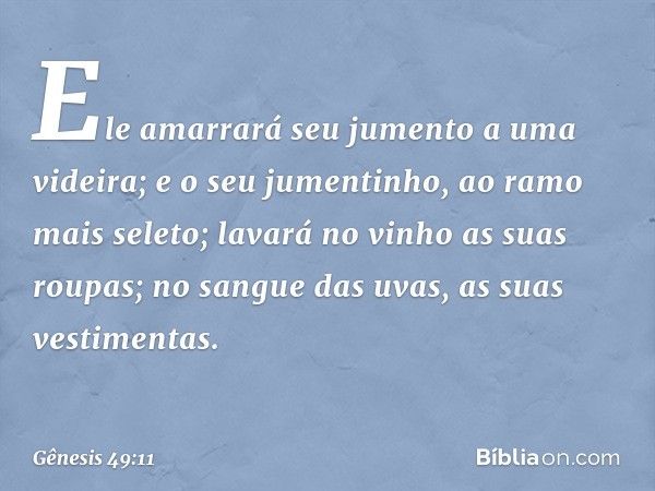 Ele amarrará seu jumento
a uma videira;
e o seu jumentinho,
ao ramo mais seleto;
lavará no vinho as suas roupas;
no sangue das uvas,
as suas vestimentas. -- Gên