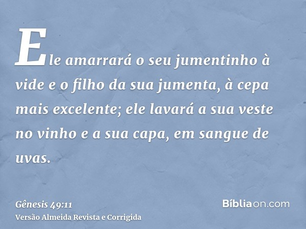 Ele amarrará o seu jumentinho à vide e o filho da sua jumenta, à cepa mais excelente; ele lavará a sua veste no vinho e a sua capa, em sangue de uvas.