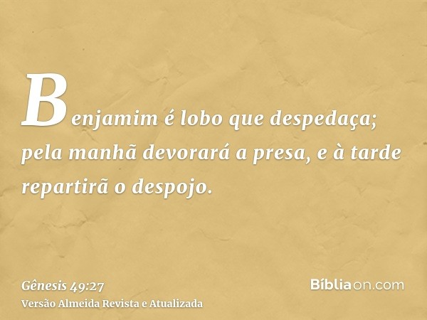 Benjamim é lobo que despedaça; pela manhã devorará a presa, e à tarde repartirã o despojo.