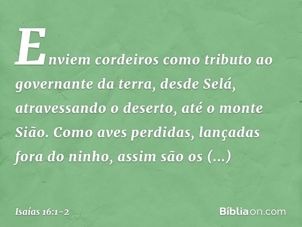 Enviem cordeiros como tributo
ao governante da terra,
desde Selá, atravessando o deserto,
até o monte Sião. Como aves perdidas,
lançadas fora do ninho,
assim sã