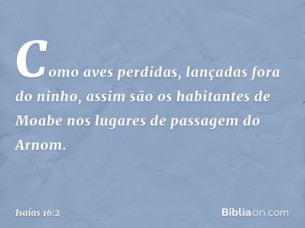 Como aves perdidas,
lançadas fora do ninho,
assim são os habitantes de Moabe
nos lugares de passagem do Arnom. -- Isaías 16:2