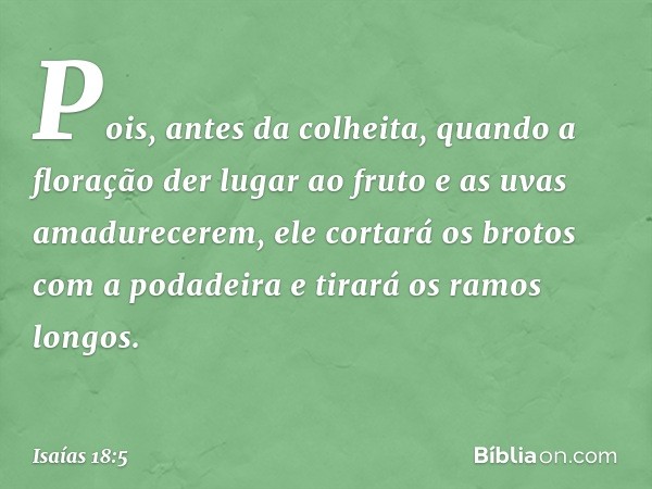 Pois, antes da colheita,
quando a floração der lugar ao fruto
e as uvas amadurecerem,
ele cortará os brotos com a podadeira
e tirará os ramos longos. -- Isaías 