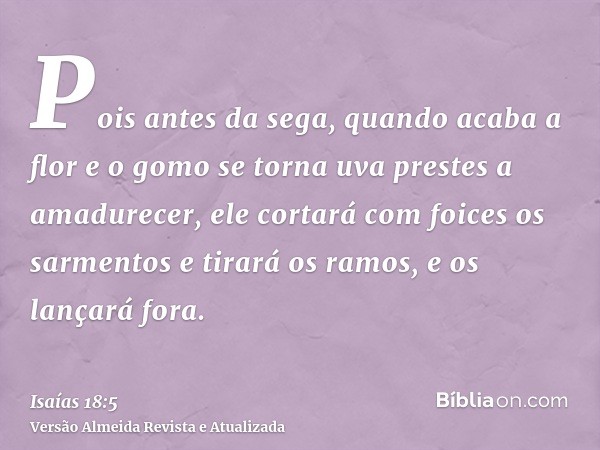 Pois antes da sega, quando acaba a flor e o gomo se torna uva prestes a amadurecer, ele cortará com foices os sarmentos e tirará os ramos, e os lançará fora.