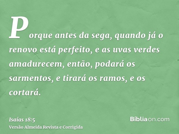 Porque antes da sega, quando já o renovo está perfeito, e as uvas verdes amadurecem, então, podará os sarmentos, e tirará os ramos, e os cortará.