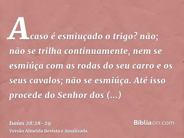 Acaso é esmiuçado o trigo? não; não se trilha continuamente, nem se esmiúça com as rodas do seu carro e os seus cavalos; não se esmiúça.Até isso procede do Senh