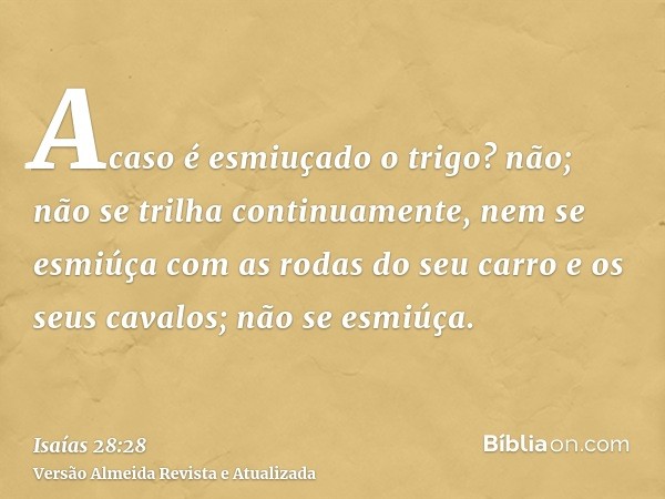 Acaso é esmiuçado o trigo? não; não se trilha continuamente, nem se esmiúça com as rodas do seu carro e os seus cavalos; não se esmiúça.