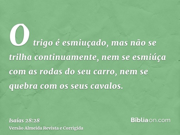 O trigo é esmiuçado, mas não se trilha continuamente, nem se esmiúça com as rodas do seu carro, nem se quebra com os seus cavalos.