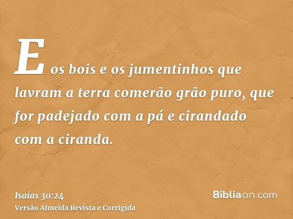 E os bois e os jumentinhos que lavram a terra comerão grão puro, que for padejado com a pá e cirandado com a ciranda.