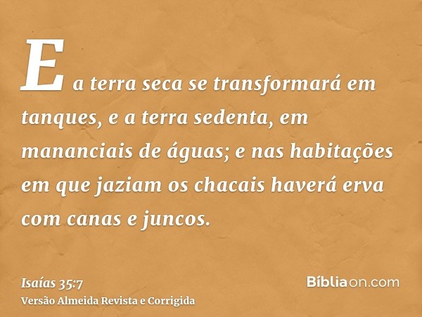 E a terra seca se transformará em tanques, e a terra sedenta, em mananciais de águas; e nas habitações em que jaziam os chacais haverá erva com canas e juncos.