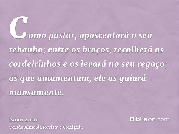 Como pastor, apascentará o seu rebanho; entre os braços, recolherá os cordeirinhos e os levará no seu regaço; as que amamentam, ele as guiará mansamente.