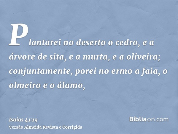 Plantarei no deserto o cedro, e a árvore de sita, e a murta, e a oliveira; conjuntamente, porei no ermo a faia, o olmeiro e o álamo,