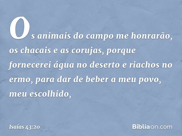 Os animais do campo me honrarão,
os chacais e as corujas,
porque fornecerei água no deserto
e riachos no ermo,
para dar de beber a meu povo,
meu escolhido, -- I