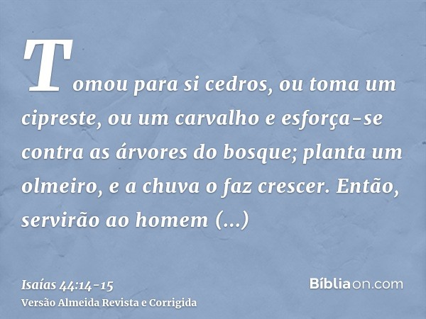 Tomou para si cedros, ou toma um cipreste, ou um carvalho e esforça-se contra as árvores do bosque; planta um olmeiro, e a chuva o faz crescer.Então, servirão a